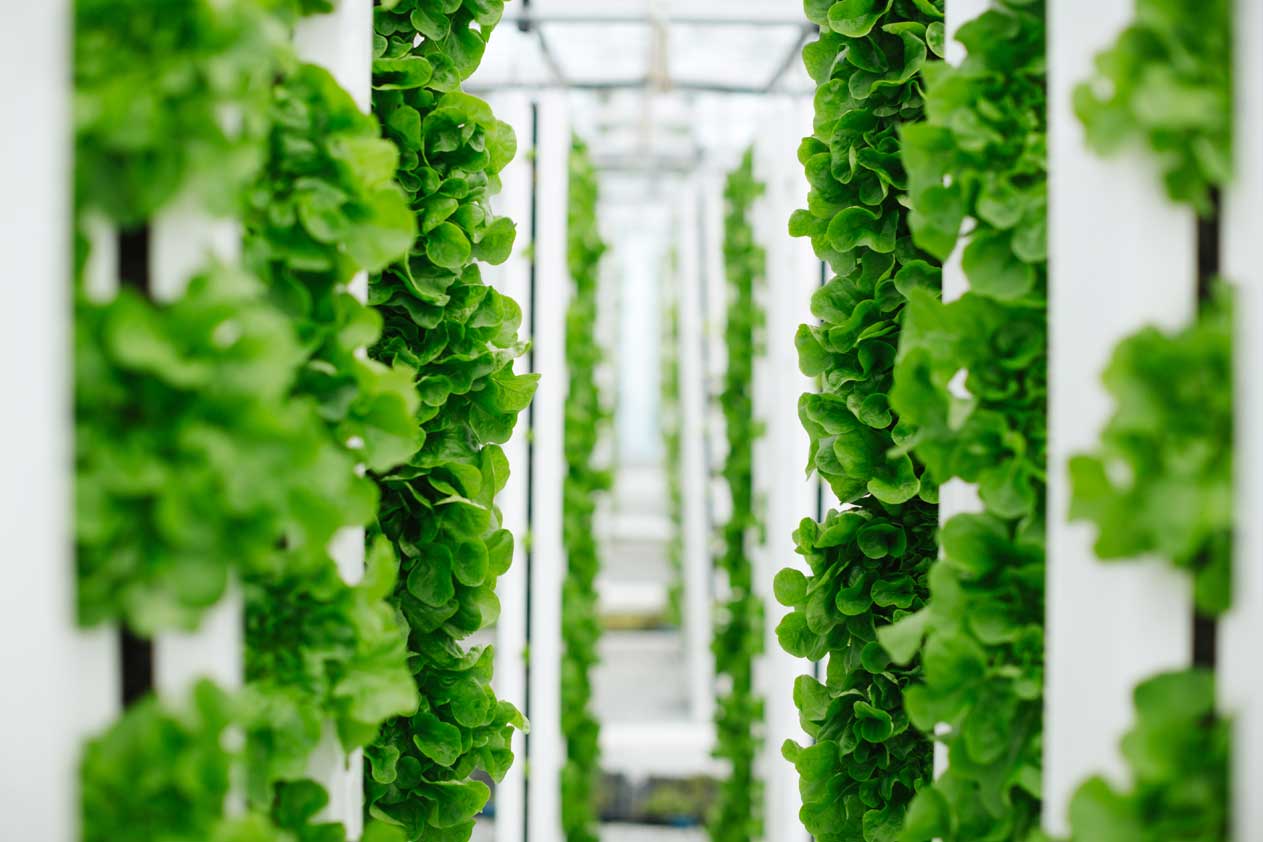plants growing on hydroponic system